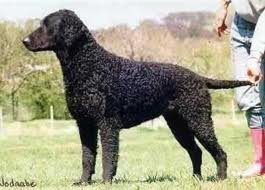 Curly Coated Retriever